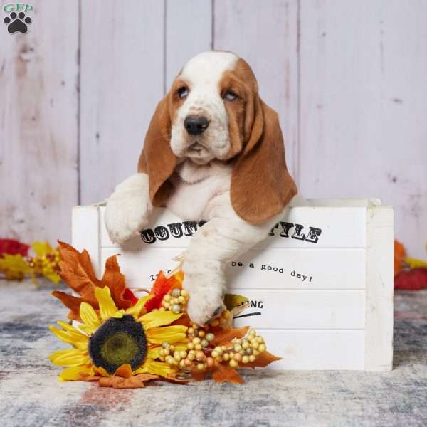 Sally, Basset Hound Puppy